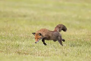 Hunt: Red Fox hunting