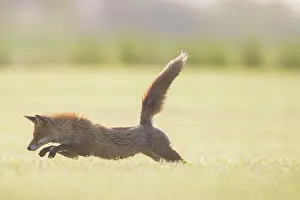 Hunt: Red Fox - hunting fox in a meadow - Germany