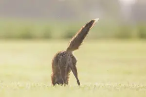 Hunt: Red Fox - hunting fox in a meadow - Germany