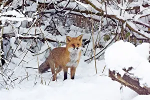 Red Fox hunting for prey in snow during winter