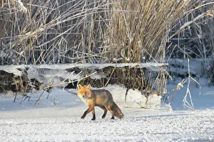 Mecklenburg: Red Fox ice