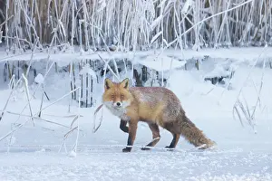 Mecklenburg: Red Fox ice