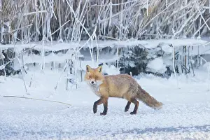 Mecklenburg: Red Fox ice