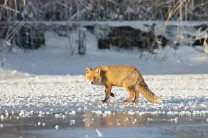 Mecklenburg: Red Fox ice
