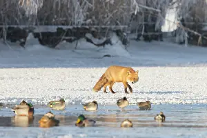Mecklenburg: Red Fox ice