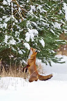 Sniff: Red Fox - investigates snow covered tree