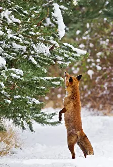 Sniff: Red Fox - investigates snow covered tree