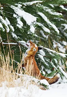 Sniff: Red Fox - investigates snow covered tree