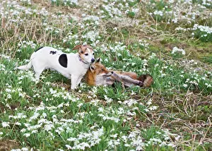 Closeness: Red Fox - with Jack Russell in Snowdrops