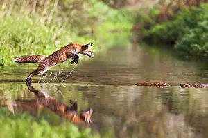 Sequences: Red Fox - jumping stepping stones on stream