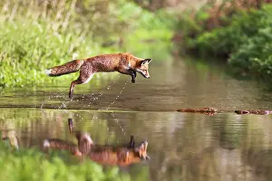 Sequences: Red Fox - jumping stepping stones on stream