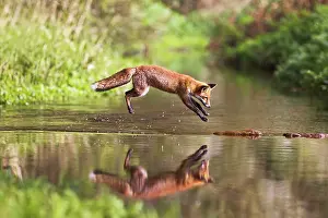 Sequences: Red Fox - jumping stepping stones on stream