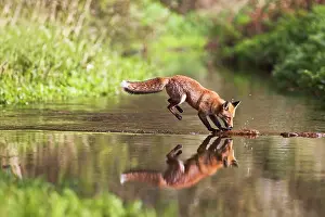 Sequences: Red Fox - jumping stepping stones on stream