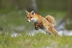 Leaping: Red Fox jumping, Vulpes vulpes, wildlife scene from Europe