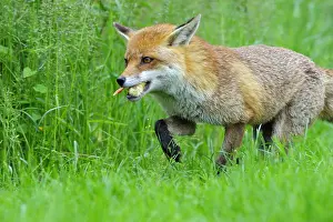 Arrest: Red Fox just catching a chick England