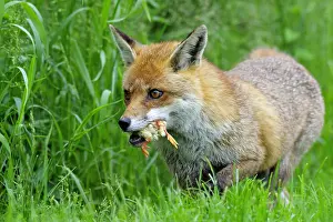 Arrest: Red Fox just catching a chick England