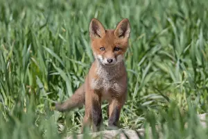 080120: Red Fox - kit near den in spring -, Germany