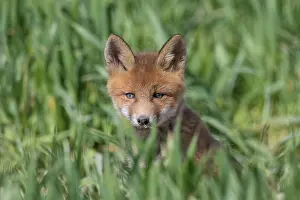 080120: Red Fox - kit near den in spring -, Germany