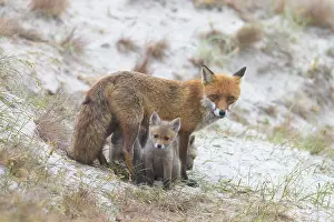 Dune: Red Fox with kits