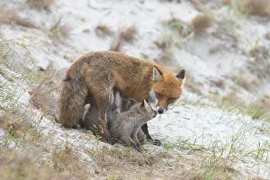 Dune: Red Fox with kits