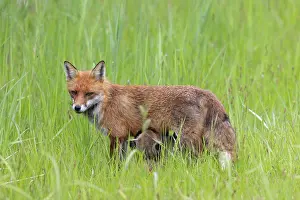 Dune: Red Fox with kits