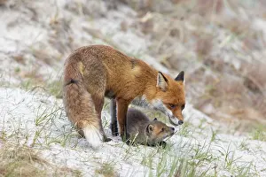 Dune: Red Fox with kits
