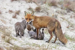 Dune: Red Fox with kits