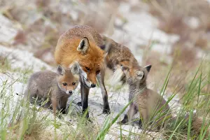Dune: Red Fox with kits