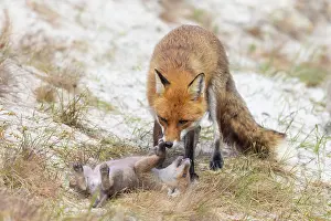 Dune: Red Fox with kits