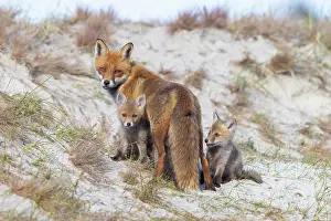 Dune: Red Fox with kits