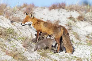 Dune: Red Fox with kits