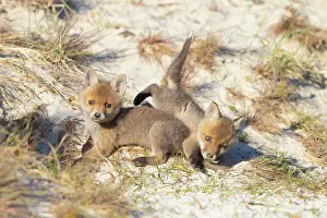 Dunes: Red Fox kits