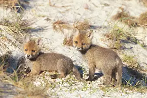 Dunes: Red Fox kits
