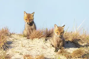Dunes: Red Fox kits