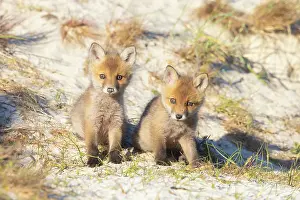 Dunes: Red Fox kits