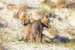 Dunes: Red Fox kits