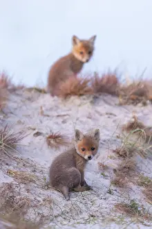 Dunes: Red Fox kits
