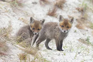 Dunes: Red Fox kits