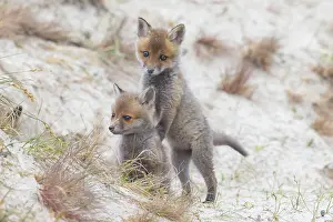 Dunes: Red Fox kits