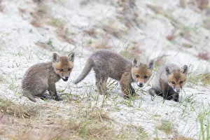 Dunes: Red Fox kits