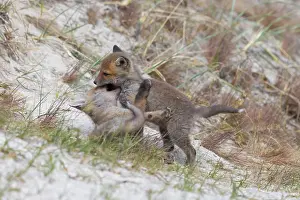 Dunes: Red Fox kits