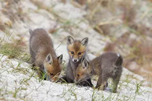 Dunes: Red Fox kits