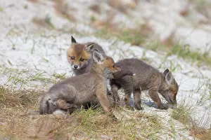 Dunes: Red Fox kits