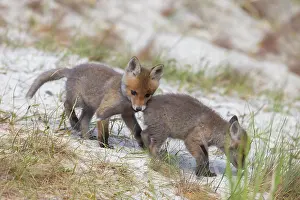 Dunes: Red Fox kits