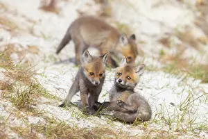 Dunes: Red Fox kits