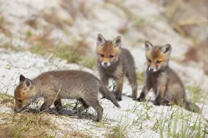 Dunes: Red Fox kits