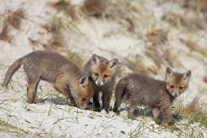 Dunes: Red Fox kits