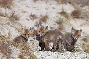 Dunes: Red Fox kits