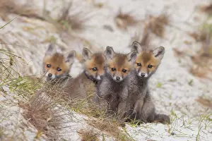 Dunes: Red Fox kits
