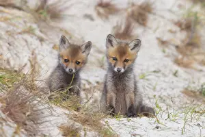 Dunes: Red Fox kits
